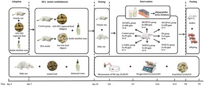 Food-derived bioactive oligopeptide iron complexes ameliorate iron deficiency anemia and offspring development in pregnant rats